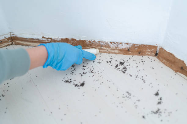 Best Bed Bug Extermination  in Dover, NH